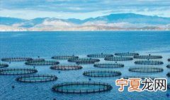 鳊鱼养殖注意事项有哪些 鳊鱼养殖注意事项