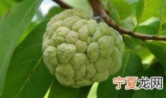 释迦果种植技术方法 释迦果怎么种植好