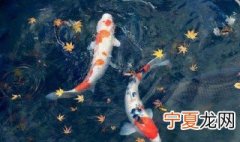 家里养什么鱼最好的 需要考虑什么情况呢