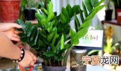 家门口放什么植物招财 放家门口招财的植物有哪些