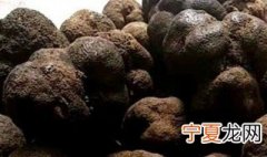 松露种植技术方法 松露的养殖方法介绍
