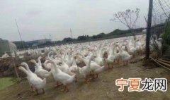 大鹅的育肥方法 大鹅的育肥方法简单介绍
