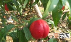 桃子核怎么种 桃子核怎么种才会发芽视频