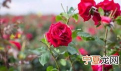 玫瑰种植方法和时间 玫瑰如何种植
