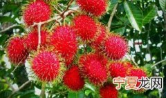 红毛丹水果图片大全 红毛丹是什么水果怎么吃