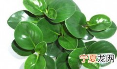 豆瓣绿能过冬吗 豆瓣绿冬天怎么养不会死