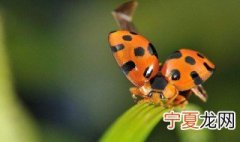 怎样储存瓢虫 如何饲养瓢虫