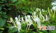 金银花的保存方法与技巧图片 金银花的保存方法与技巧