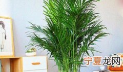 富贵椰子黄叶子怎么办 富贵椰子黄叶掉落怎么办