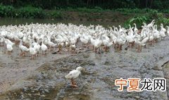 养大白鹅应该注意哪些疾病 大白鹅养殖注意事项