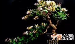 怎样栽种金银花 盆栽金银花的种植方法