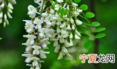 槐花怎么保鲜时间长 槐花怎么保鲜