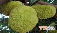 大树菠萝的核能吃吗 树菠萝的核怎么吃