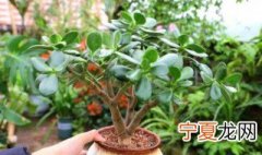 玉树修剪方法 玉树如何修剪