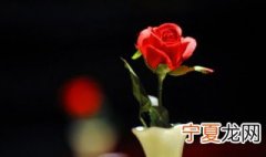 怎样保鲜玫瑰花 怎么保鲜玫瑰花