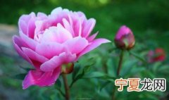 牡丹花的种植方法花盆 盆栽牡丹花的种植方法