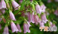 澳洲小风铃的养殖方法 澳洲i小风铃花的养殖方法