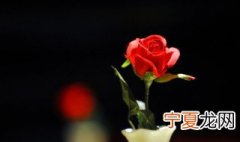盆栽玫瑰花好养吗 盆栽玫瑰花好养活吗