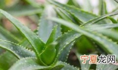 芦荟扦插养殖方法步骤 芦荟怎么扦插养殖