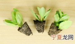 盆栽长寿花的养殖方法 长寿花 养殖方法