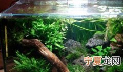 鱼缸控水方法 鱼缸控水方法是什么