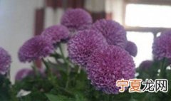 乒乓菊的养殖方法 盆栽乒乓菊养殖方法