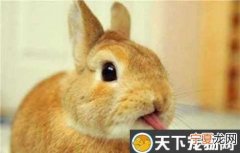 兔子听到什么声音会过来，兔子肚子咕噜咕噜响是怎么回事