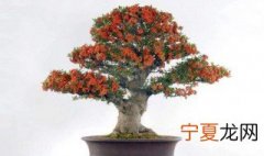 火棘盆景养殖方法 火棘盆景如何养殖