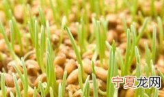 麦苗饲料种植技巧 对环境有什么要求