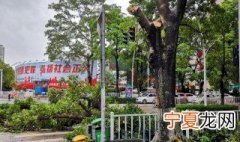 大树修剪方法与注意事项 大树修剪安全注意事项