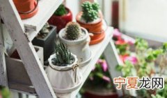 盆栽爬山虎用什么盆 种爬山虎用什么盆好?