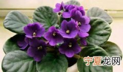 哪些盆栽花卉好看又好养 什么盆栽花好看又好养