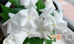 开白花的盆栽是什么花 开小白花的盆栽是什么