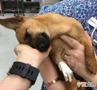 狗狗第一针防什么病，狗狗第一针什么时候打
