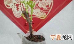 剪枝插种的方法 如何剪枝插种