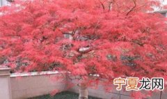 羽毛枫移植技巧 羽毛枫如何移植