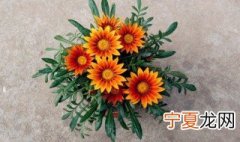 勋章花种子怎么种 勋章花什么时候播种