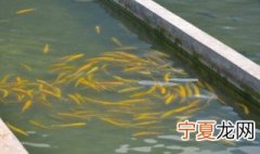 养温水鱼技巧 温水鱼怎么养