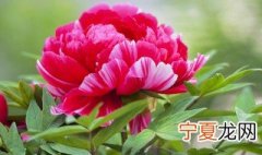 富贵籽种子如何催芽 富贵籽的种子怎么种