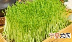 豆苗菜的种植方法 豆苗菜怎么种植