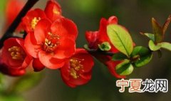 海棠要怎么种呢 海棠适合种在哪里