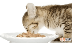 猫咪肠炎怎么治才能治好，猫咪肠胃炎拉稀怎么办老打针也不好