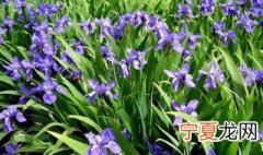 鸢尾种子怎么种 鸢尾花种子怎么种