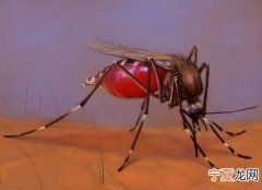 蚊子会传播哪些疾病?论文 蚊子会传播哪些疾病