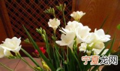 香雪兰什么时候种植 香雪兰内容介绍