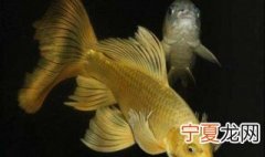 养龙凤锦鲤技巧 龙凤锦鲤怎么养
