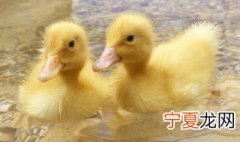 小鸭喂养技巧 小鸭如何喂养
