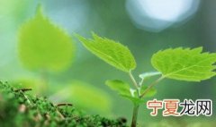 树苗育根方法 树苗育根的方法是什么