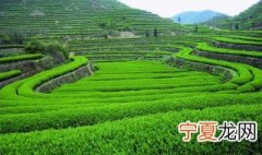 清茶储存方法 茶叶怎么保存