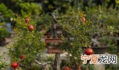 盆栽果石榴换盆方法 盆栽果石榴换盆方法图解